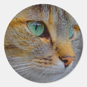 Pegatina Redonda Retrato de gato tigre