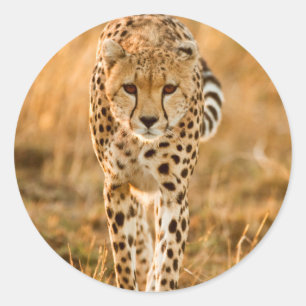 Pegatina Redonda Retrato de guepardo (Acinonyx Jubatus), Maasai