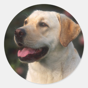 Pegatina Redonda Retrato de Labrador Retriever, Hilton