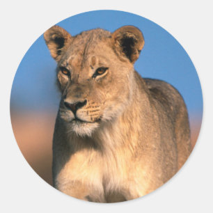 Pegatina Redonda Retrato de leona (Panthera Leo)