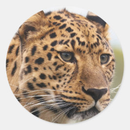 Pegatina Redonda Retrato de leopardo