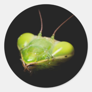 Pegatina Redonda Retrato de mantis rezadora