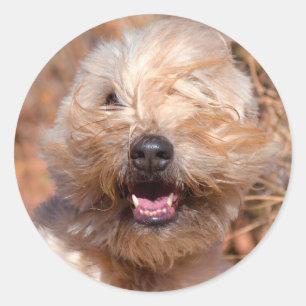 Pegatina Redonda retrato de Soft Coated Wheaten Terrier