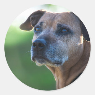 Pegatina Redonda Retrato de Staffordshire bull terrier