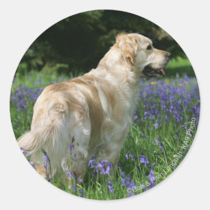 Pegatina Redonda Retreiver de oro en flores