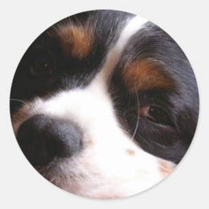 Pegatina Redonda Rey Charles Cavalier Spaniel Sticker