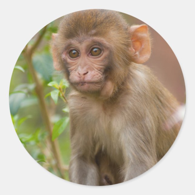 Pegatina Redonda Rhesus Monkey Baby, Templo de Mono, Jaipur (Anverso)
