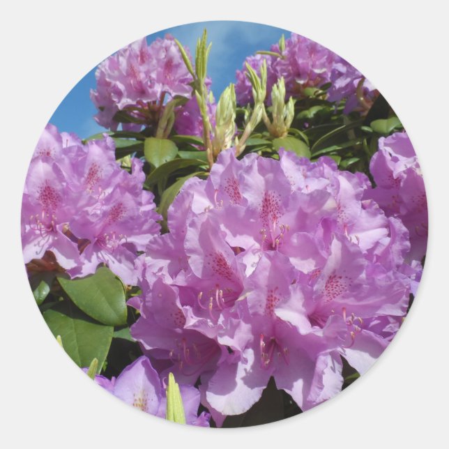 Pegatina Redonda Rhododendron (Anverso)