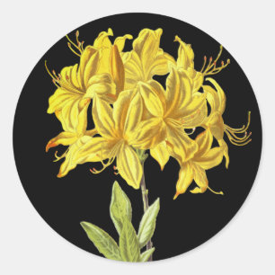 Pegatina Redonda Rhododendron luteum (Azalea póntica)