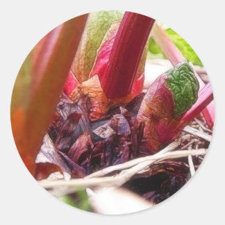 Pegatina Redonda Rhubarb Provocando En El Jardín De La Primavera
