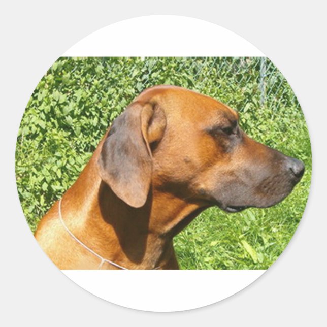 Pegatina Redonda ridgeback ruso segundo (Anverso)
