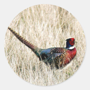 Pegatina Redonda Ring Neck Pheasant en Meadow