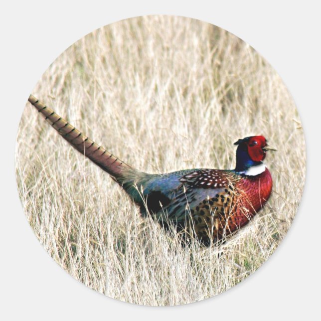 Pegatina Redonda Ring Neck Pheasant en Meadow (Anverso)