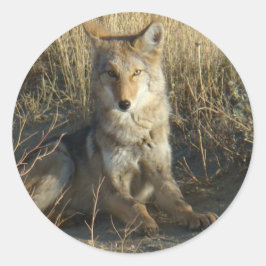 Pegatina Redonda RN15 Coyote Laying