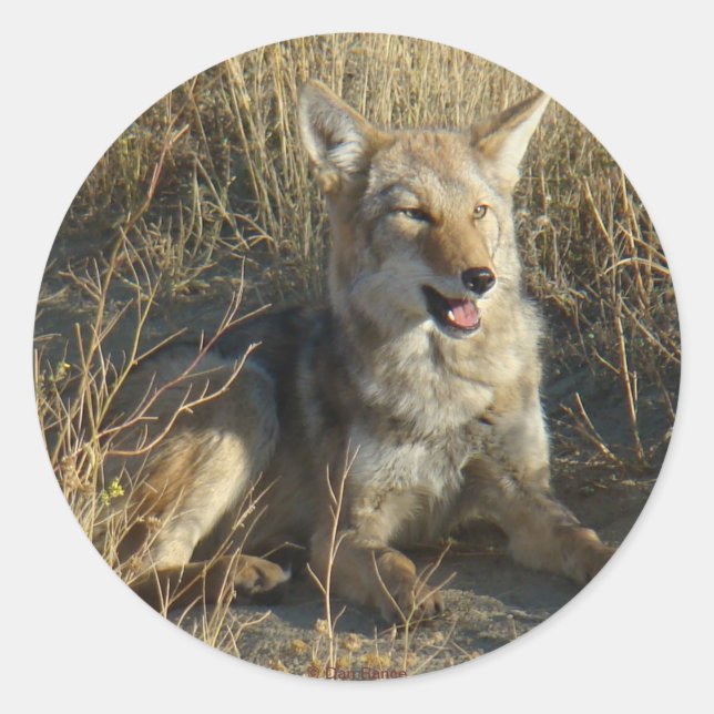 Pegatina Redonda RN18 Coyote Laying (Anverso)