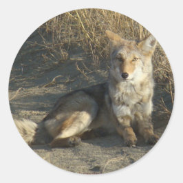 Pegatina Redonda RN19 Coyote Laying