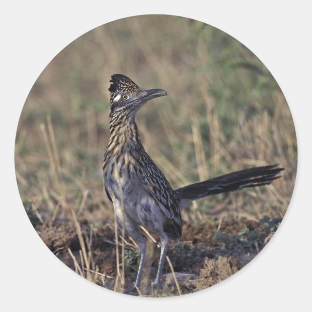 Pegatina Redonda Roadrunner (Anverso)