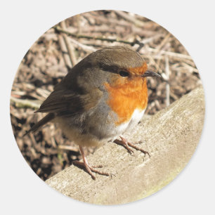 PEGATINA REDONDA ROBIN