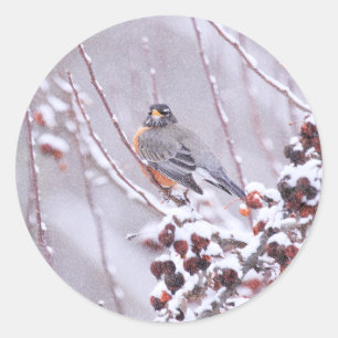 Pegatina Redonda Robin Americano Guerrero En Invierno