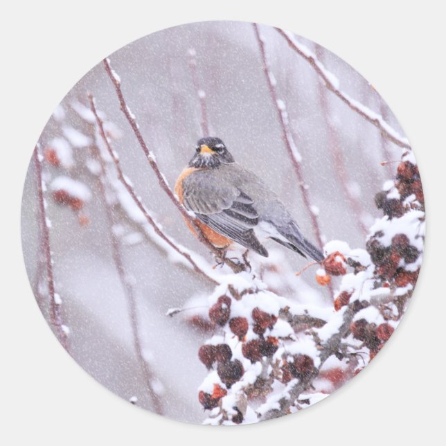 Pegatina Redonda Robin Americano Guerrero En Invierno (Anverso)
