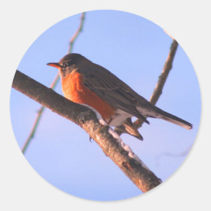 Pegatina Redonda Robin In Snow Wildlife Nature