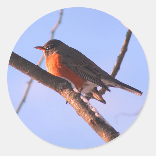 Pegatina Redonda Robin In Snow Wildlife Nature (Anverso)
