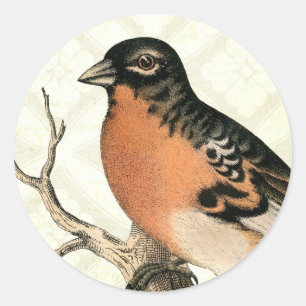 Pegatina Redonda Robin vintage