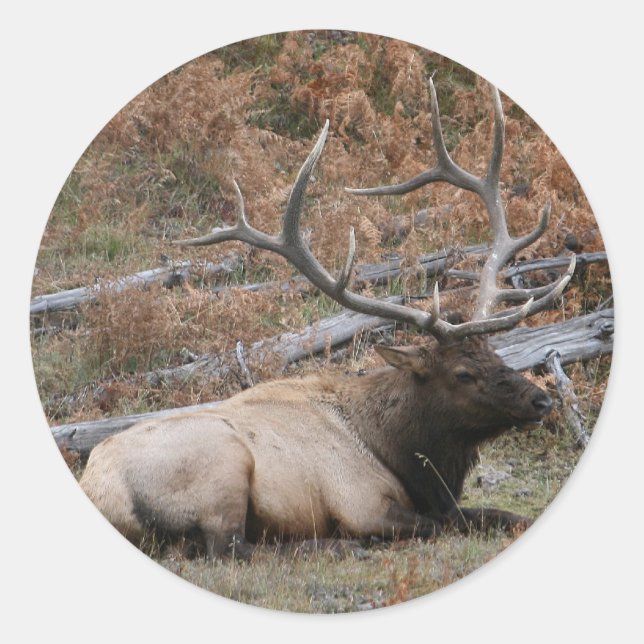 Pegatina Redonda Rocky Mountain Elk (Anverso)