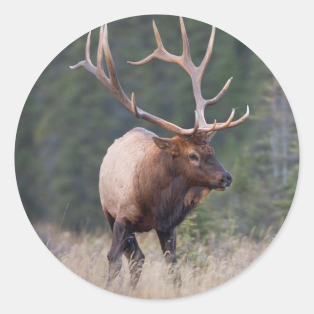 Pegatina Redonda Rocky Mountain Elk (Anverso)