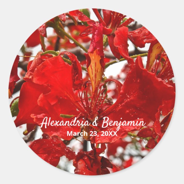 Pegatina Redonda Rojo Floral Flamboyante Personalizar Naturaleza (Anverso)