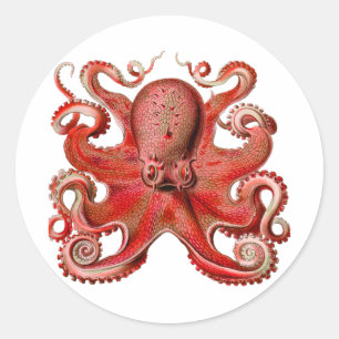 Pegatina Redonda Rojo octopo Haeckel