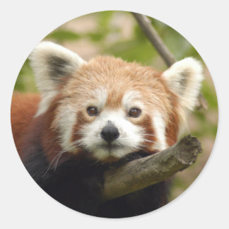 Pegatina Redonda rojo-panda-005