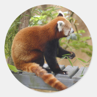 Pegatina Redonda rojo-panda-037
