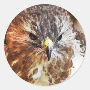 PEGATINA REDONDA ROJO TAILED HAWK