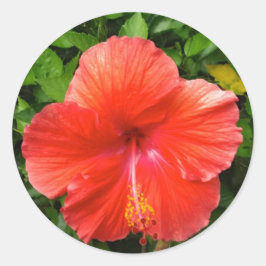 Pegatina Redonda Rojo Tropical Hibiscus Bonita Springs Florida