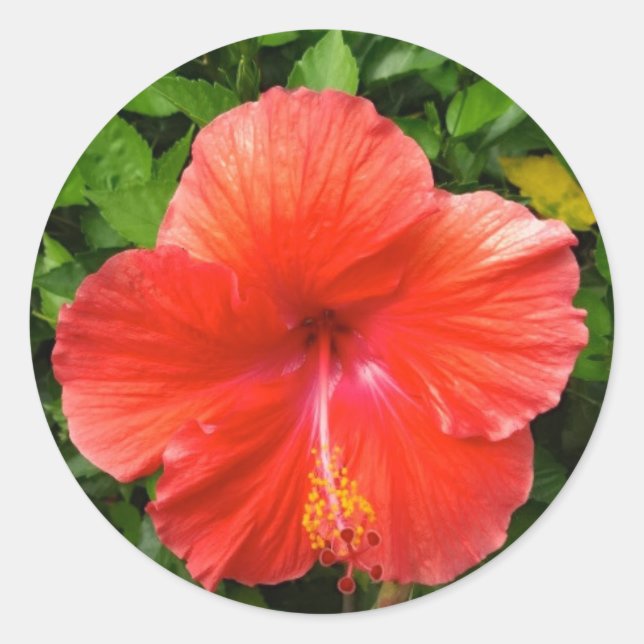 Pegatina Redonda Rojo Tropical Hibiscus Bonita Springs Florida (Anverso)