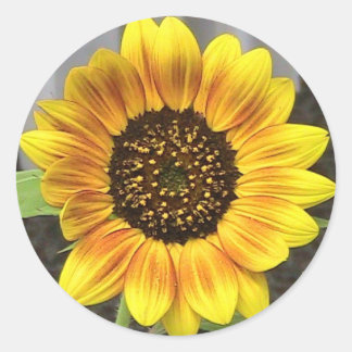 Pegatina Redonda Ronda de girasol grande