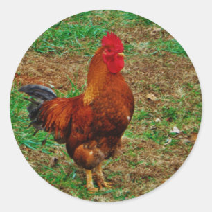 Pegatina Redonda Rooster