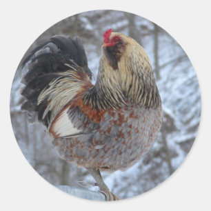 PEGATINA REDONDA ROOSTER AMERICANO EN REGALOS DE INVIERNO