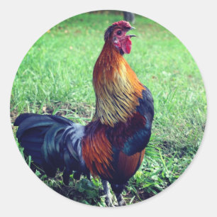 Pegatina Redonda Rooster Crowing Animal