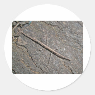 Pegatina Redonda Ropa común (Diapheromera femorata)