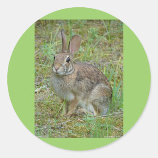 Pegatina Redonda Ropa y regalos del conejo salvaje del este