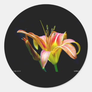 Pegatina Redonda Ropa y regalos Lovely Tawny Daylily II