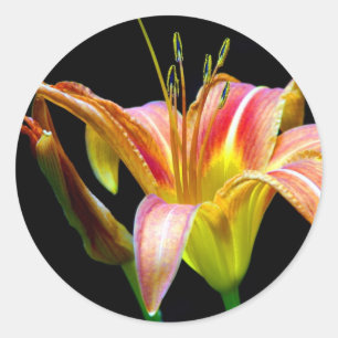 Pegatina Redonda Ropa y regalos Lovely Tawny Daylily II