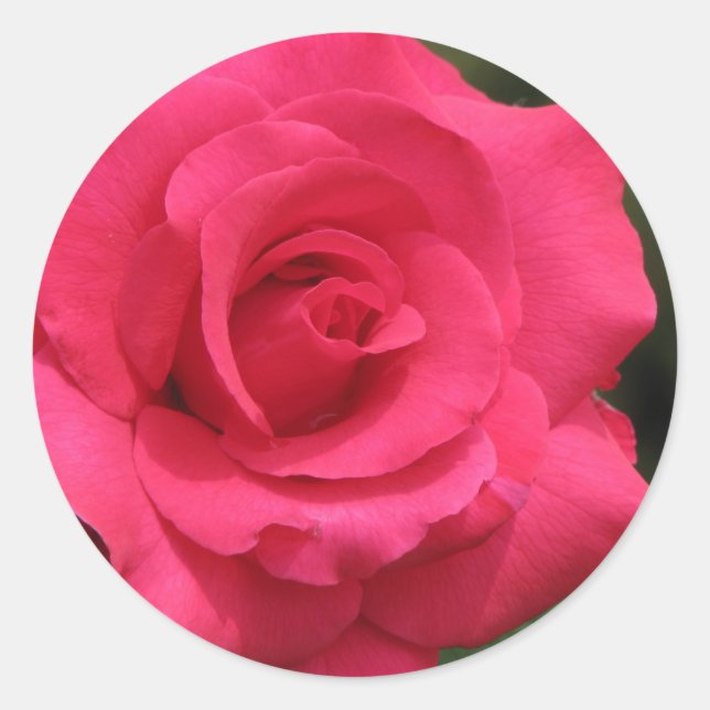 Pegatina Redonda Rosa (Anverso)