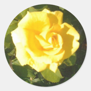 Pegatina Redonda Rosa amarilla