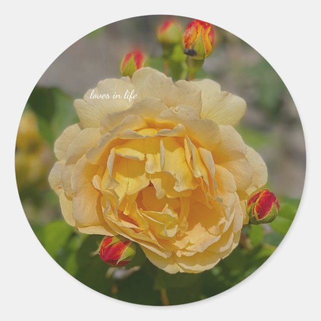 Pegatina Redonda Rosa amarilla (Anverso)