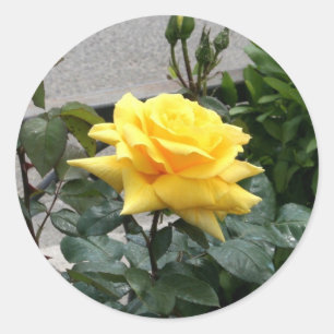 Pegatina Redonda Rosa amarillo de Tejas