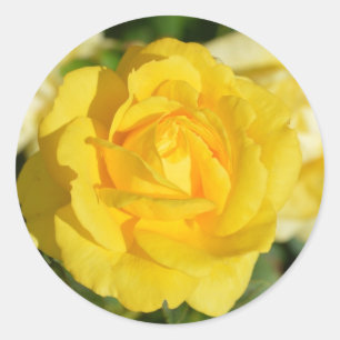 Pegatina Redonda Rosa amarillo hermoso