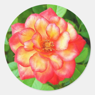 Pegatina Redonda Rosa amarillo y rojo